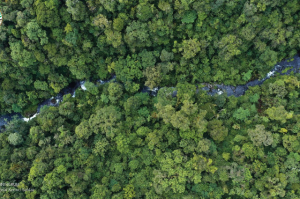 Hutan Afrika dengan Penampilan yang Menakjubkan